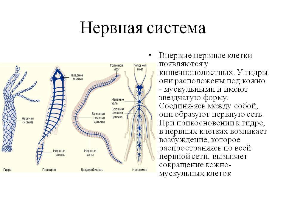 Кракен зеркало маркетплейс