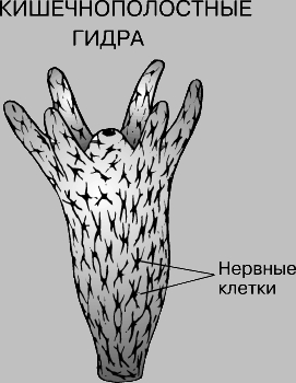 Как зарегаться в кракен